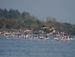 Flamingolar Trkiye yi sevdi